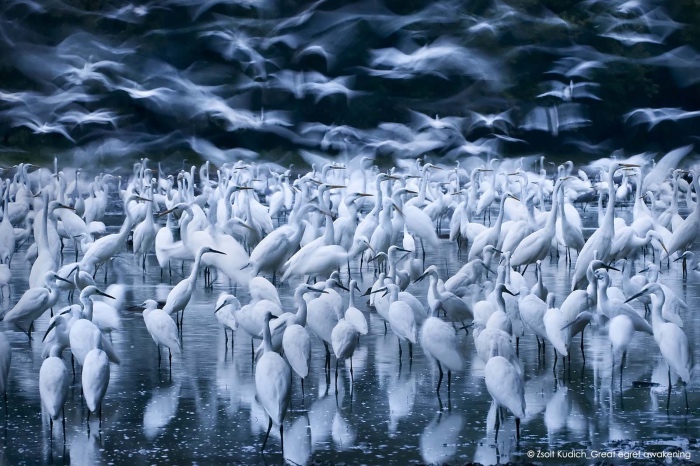 Zsolt Kudich |great egret awakening